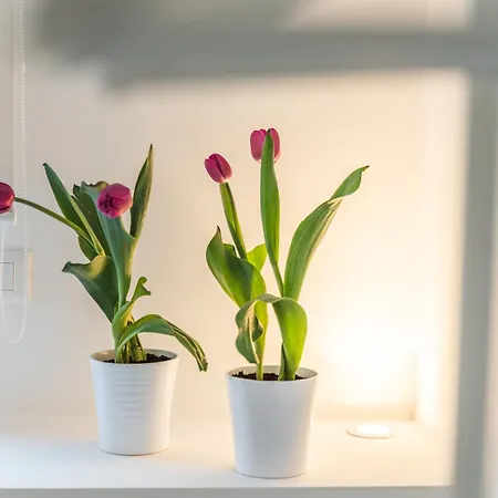 Apartament Flat